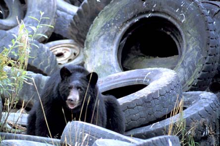 Bear Tires.jpg